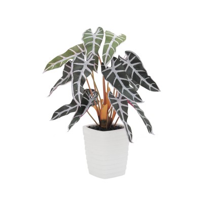 EUROPALMS Caladium plant, red-green, 35cm