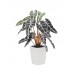 EUROPALMS Caladium plant, red-green, 35cm