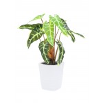 EUROPALMS Caladium plant, white-green, 35cm