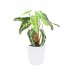 EUROPALMS Caladium plant, white-green, 35cm