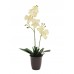 Dirbtinė orchidėja vazone EUROPALMS kreminė, 57cm