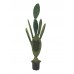 EUROPALMS Nopal cactus, 130cm