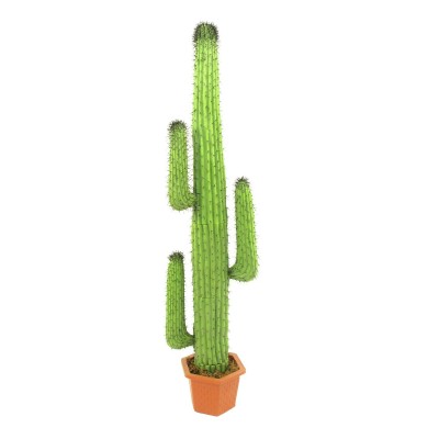 Meksikietiškas kaktusas EUROPALMS Mexican Cactus, green, 170cm