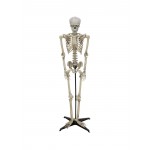 Animuotas helovyno skeletas EUROPALMS 163cm
