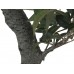 Dirbtinis fikusas EUROPALMS Ficus Forest Tree, 80cm