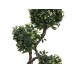 EUROPALMS Ficus spiral trunk, 160cm