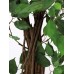 EUROPALMS Ficus tree multi-trunk, 210cm