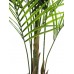 Areka palmė EUROPALMS, 165cm