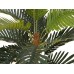 EUROPALMS Coconut palm, 90cm