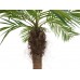 EUROPALMS Phoenix palm tree luxor curved, artificial plant, 240cm