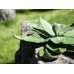 Dirbtinė agava, žalia, 45cm
