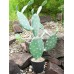EUROPALMS Nopal cactus, 76cm