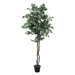 Dirbtinis fikusas EUROPALMS Variegated Ficus, 180cm
