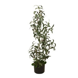 EUROPALMS Olive tree, artificial plant, 90 cm