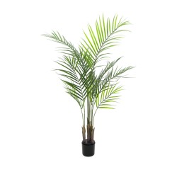 Arekos palmė su dideliais lapais EUROPALMS, 125cm