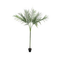 Dirbtinė palmė EUROPALMS Areca Palm su dideliais lapais, 180cm