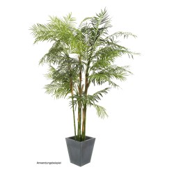 EUROPALMS Cycus tube palm, 280cm