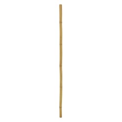 EUROPALMS Bamboo tube, �=5cm, 200cm