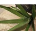 Dirbtinis tikrasis alavijas EUROPALMS Aloe (EVA), žalias, 66cm