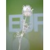 EUROPALMS Crystal rose, clear 81cm 12x