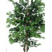 EUROPALMS Ficus tree multi-trunk, 210cm