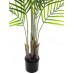 Arekos palmė su dideliais lapais EUROPALMS, 125cm