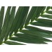 EUROPALMS Coconut king palm branch, 150cm