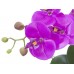 Dirbtinė orchidėjų kompozija EUROPALMS