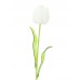 EUROPALMS Crystal tulip, white 61cm 12x