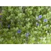 EUROPALMS Grass mat, artificial, green-purple, 25x25cm EUROPALMS Grass mat, artificial, green-purple, 25x25cm