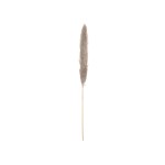 JOLIPA Pampas Grass Branch, dried, natural, 137cm