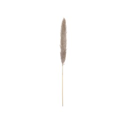JOLIPA Pampas Grass Branch, dried, natural, 137cm