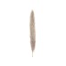JOLIPA Pampas Grass Branch, dried, natural, 137cm