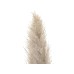JOLIPA Pampas Grass Branch, dried, natural, 137cm