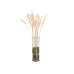 JOLIPA Pampas Grass Straw Bunch, dried, natur, 75cm