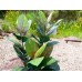 EUROPALMS Rubber tree, artificial plant, 100cm