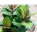 EUROPALMS Rubber tree, artificial plant, 100cm