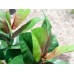 EUROPALMS Rubber tree, artificial plant, 100cm