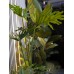 EUROPALMS Split Philo Plant, artificial, 120cm EUROPALMS Split Philo Plant, artificial, 120cm