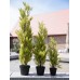 EUROPALMS Cypress, Leyland, artificial plant, 90cm EUROPALMS Cypress, Leyland, artificial plant, 90cm